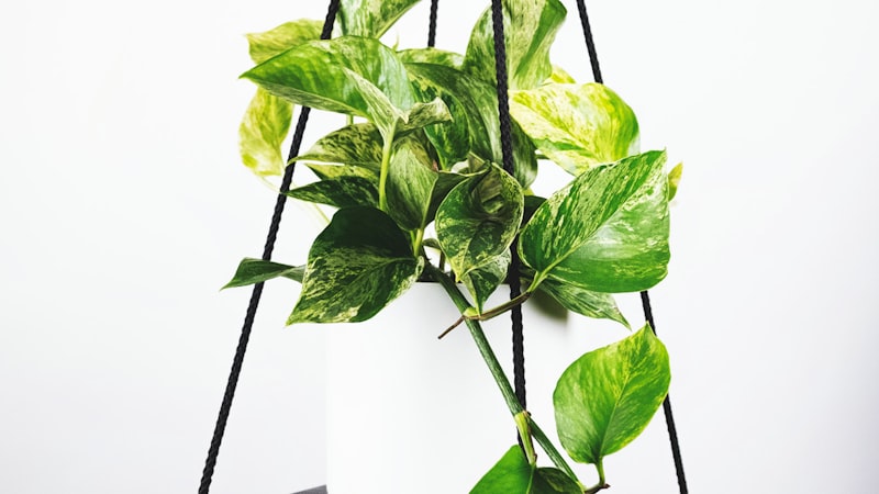 赛事新闻深度分析：足球教练在场边指挥战术的特写